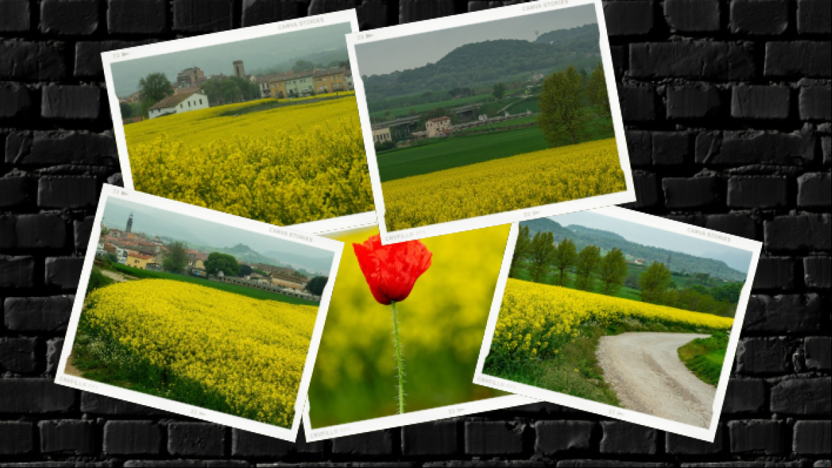 La primavera amarilla en Osona, en imágenes La primavera amarilla en Osona, en imágenes
