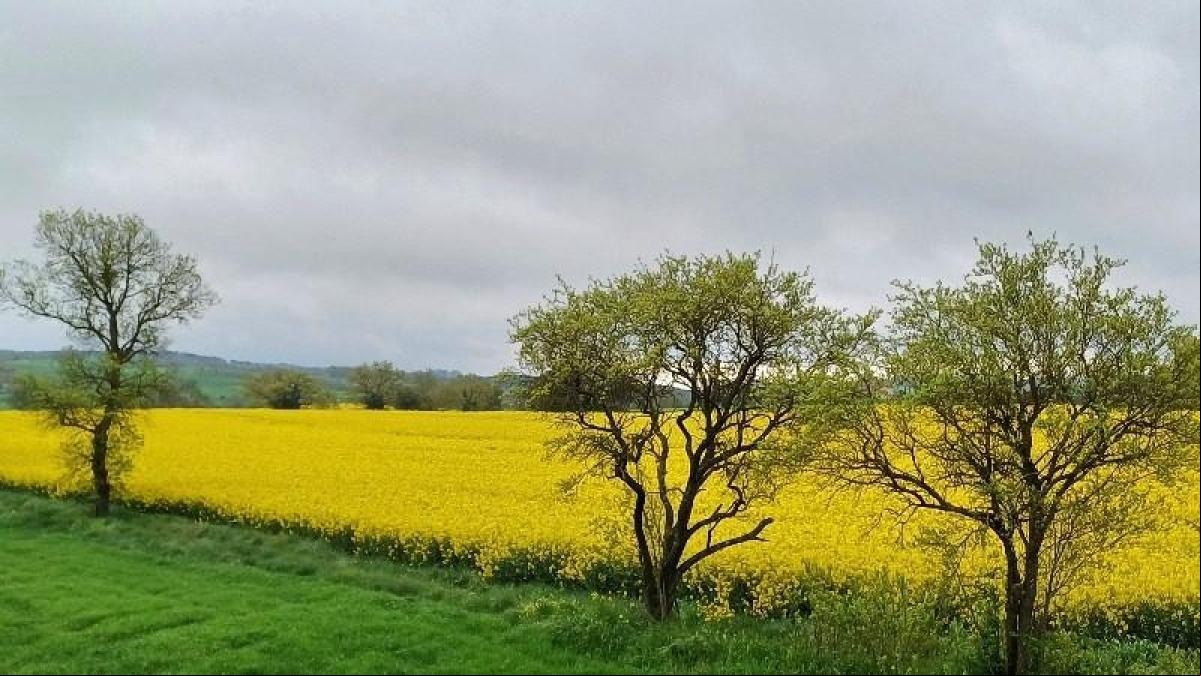 El Solsonès se apunta al paisaje amarillo