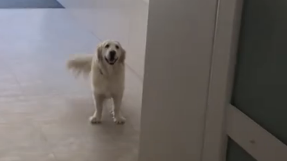 La reacción de un golden retriever al darse cuenta que tiene que subir por las escaleras por culpa del apagón: “El mío tampoco quería”
