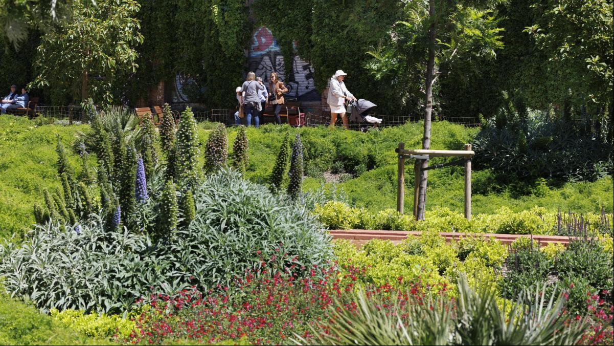 Las sequías y olas de calor reducen la capacidad de las plantas para absorber CO₂