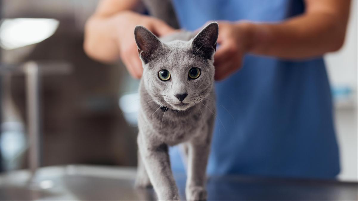 “Llevar al gato al veterinario solo cuando está enfermo puede ser demasiado tarde”: la importancia de las revisiones periódicas