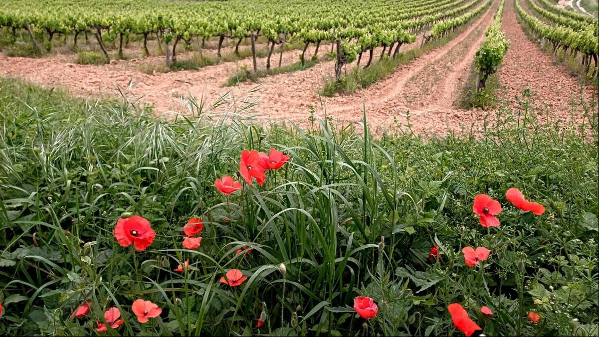 La primavera de los viñedos en el Alt Penedès