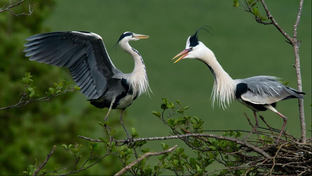 Una discusión de pareja entre garzas reales
