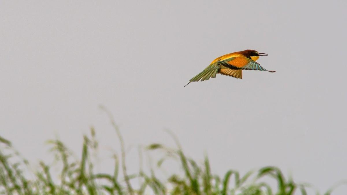 El exótico vuelo de los abejarucos