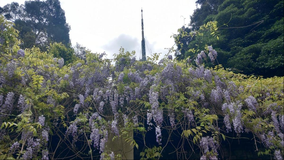 Glicina, la colorista planta china a los pies de la Torre de Collserola