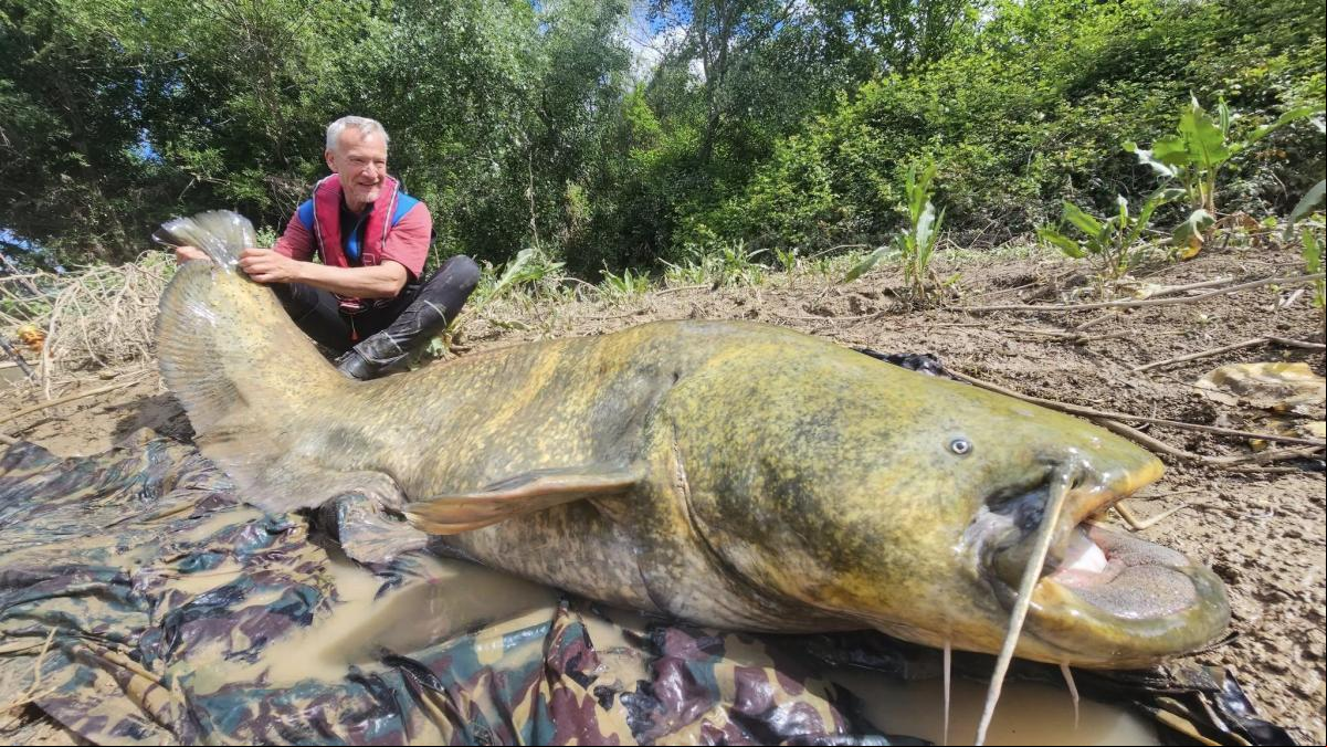 Enormes siluros de más de 100 kilos sorprenden a los pescadores en el Ebro