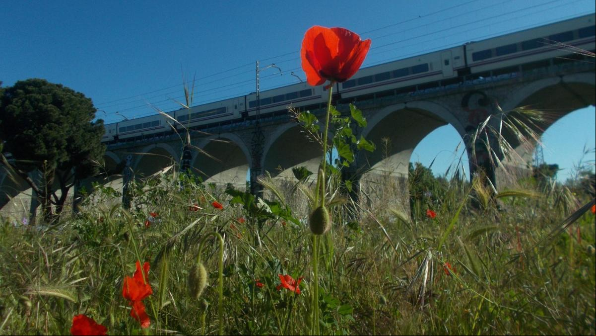 Amapolas a todo tren en Madrid