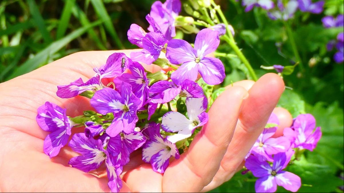 La juliana, oda natural al mestizaje