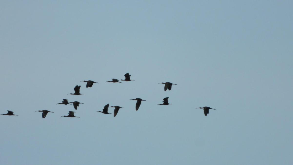 Autopista de ibis en el cielo del Urgell