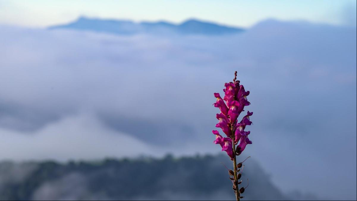 Las flores de la niebla en Osona