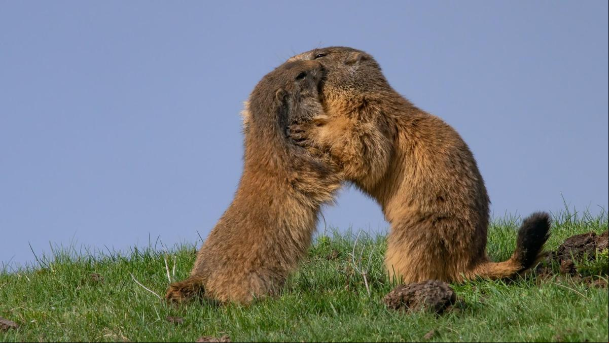 El cariñoso abrazo de las marmotas