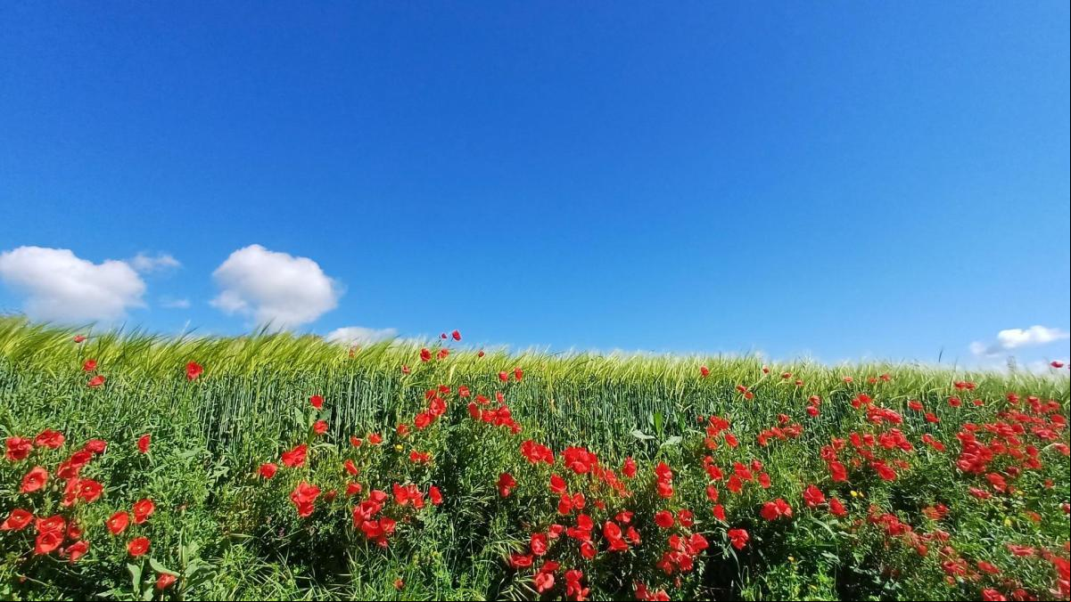 El idilio del paisaje primaveral del Solsonès