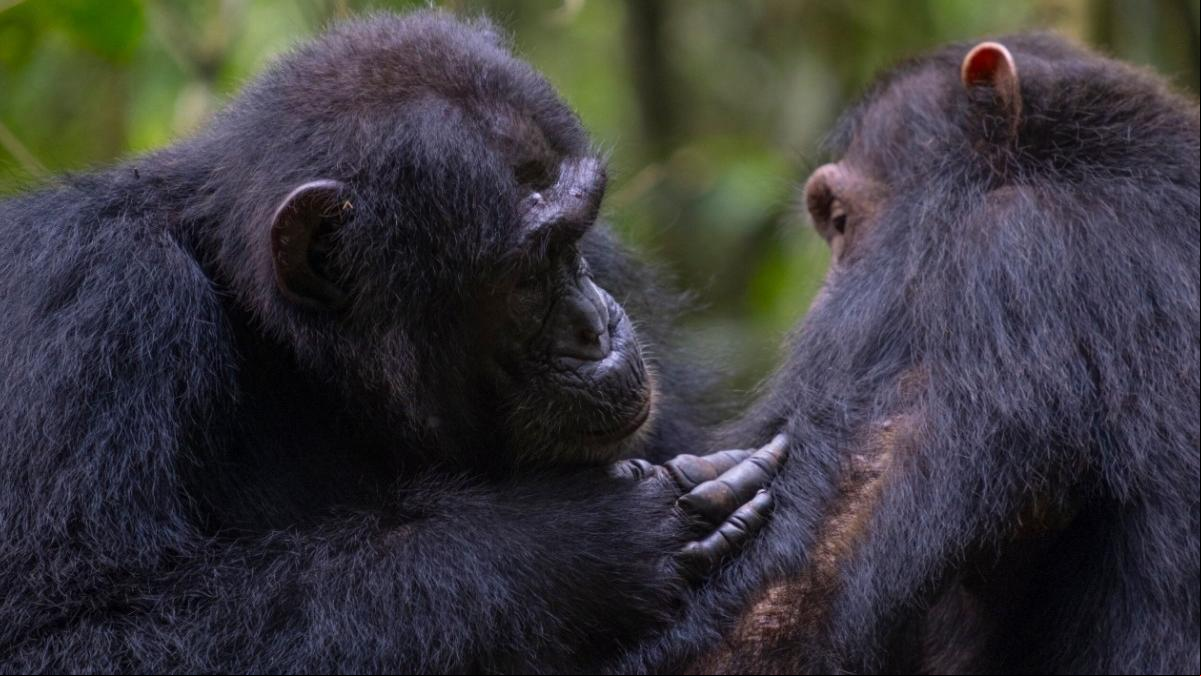 Los chimpancés usan plantas medicinales para curarse las heridas entre sí Los chimpancés usan plantas medicinales para curarse las heridas entre sí