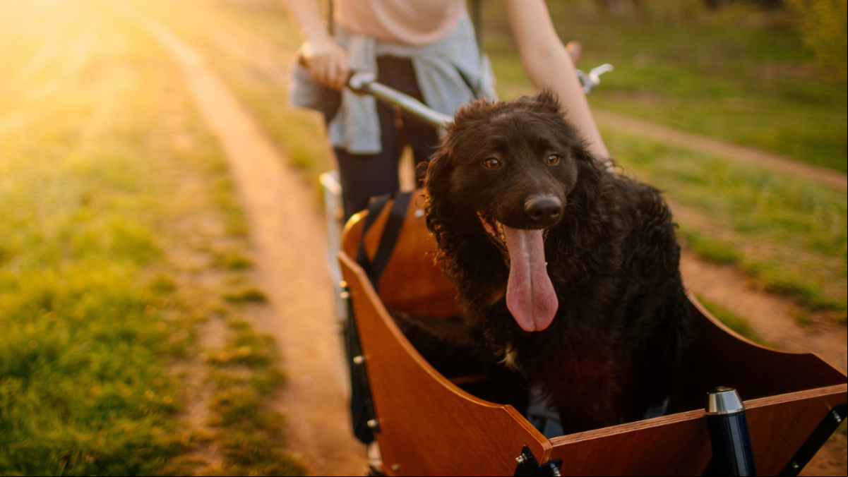 Carritos para perros: soluciones prácticas para paseos largos y salud de tu peludo amigo
