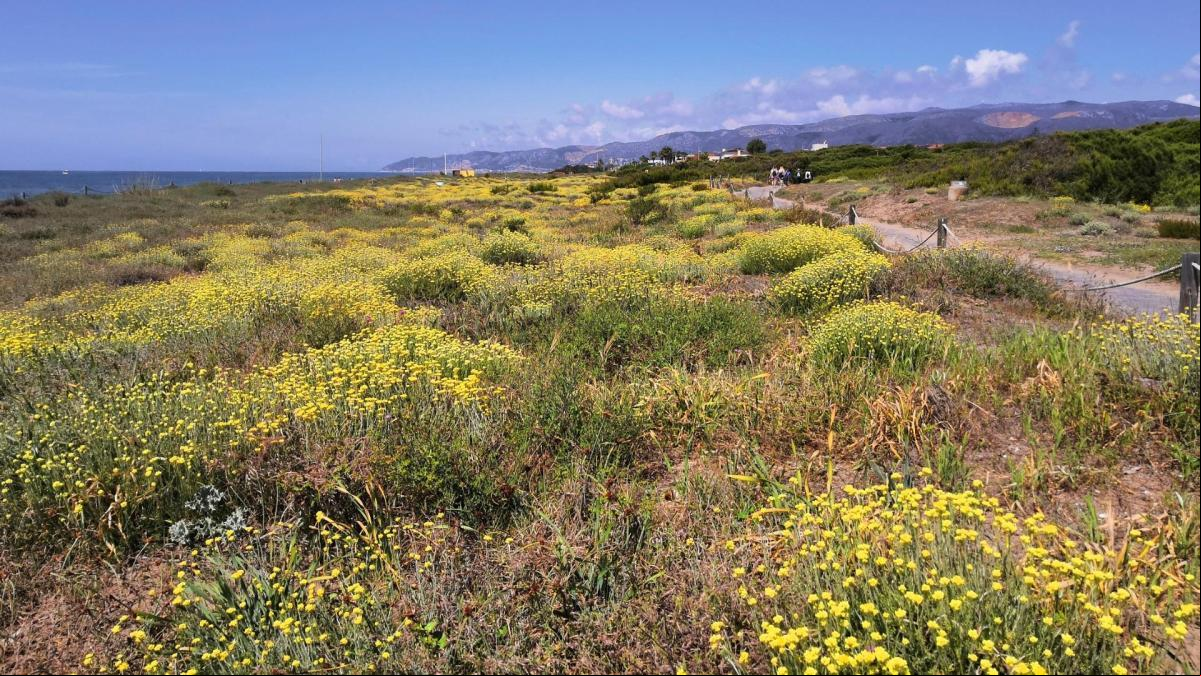 El mágico jardín de flores de la playa de Gavà