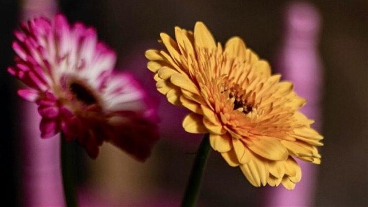Temps de Flors, las flores más fotogénicas