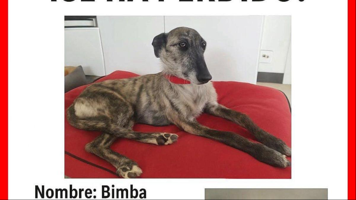 Se busca deseperadamente a la galga Bimba en Bergondo Se busca deseperadamente a la galga Bimba en Bergondo