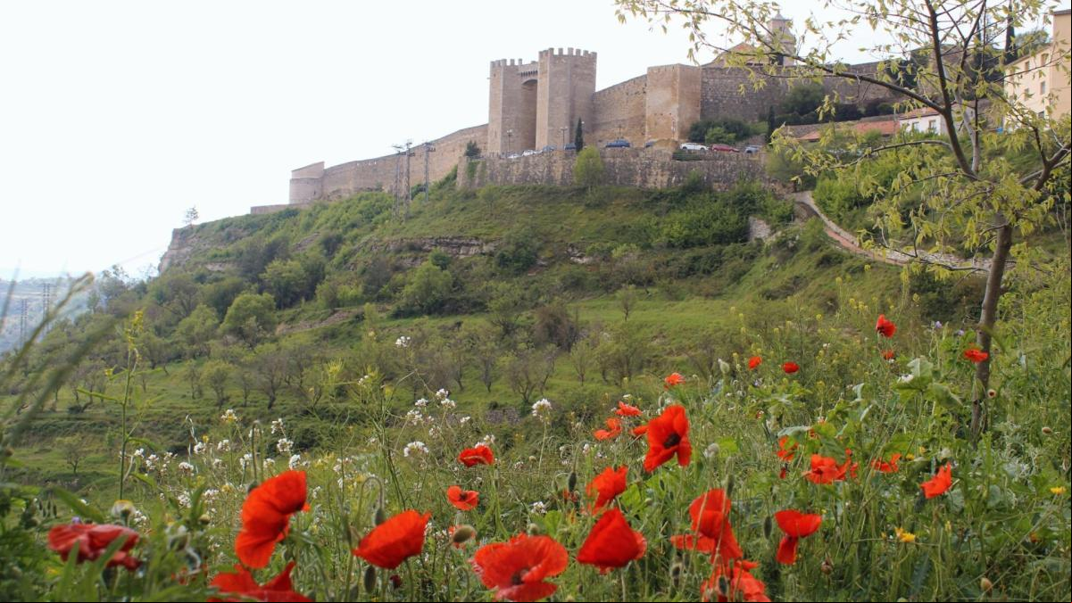 Las amapolas del castillo de Morella