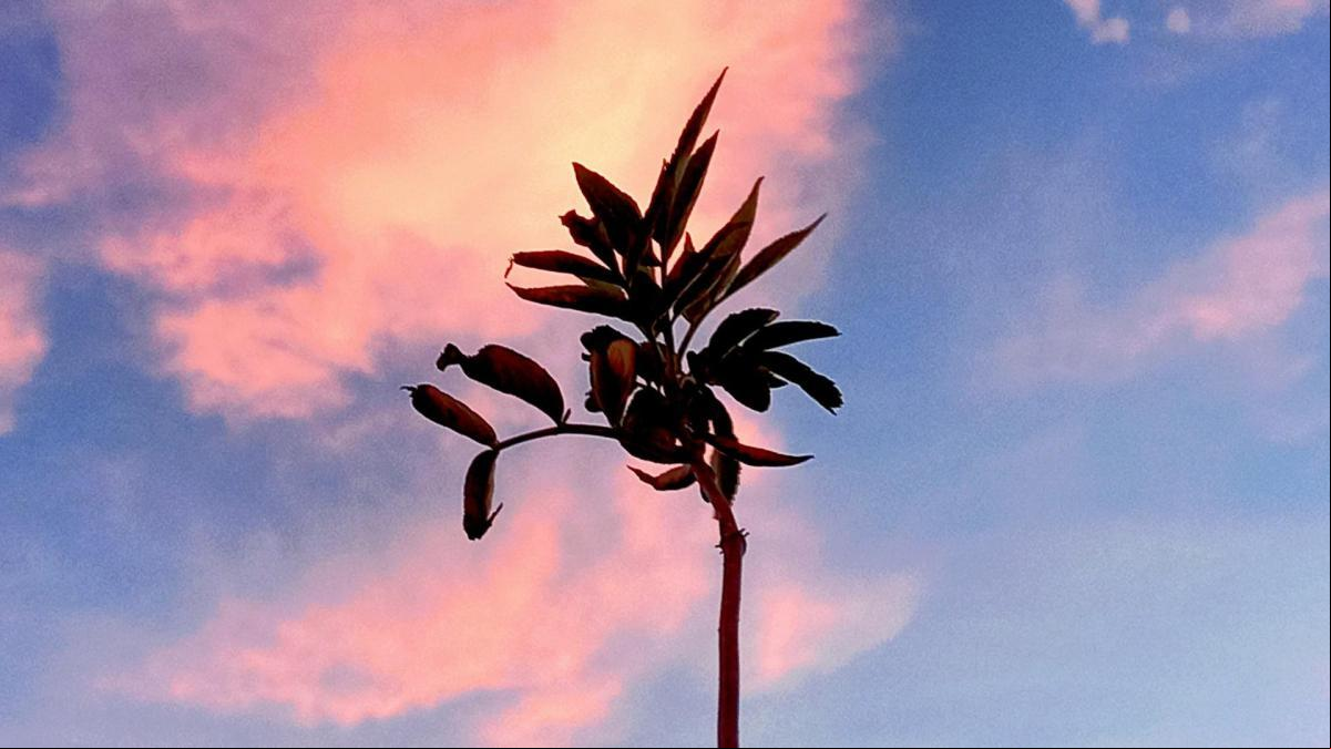 Flor evaporada, ¿la naturaleza... muerta?