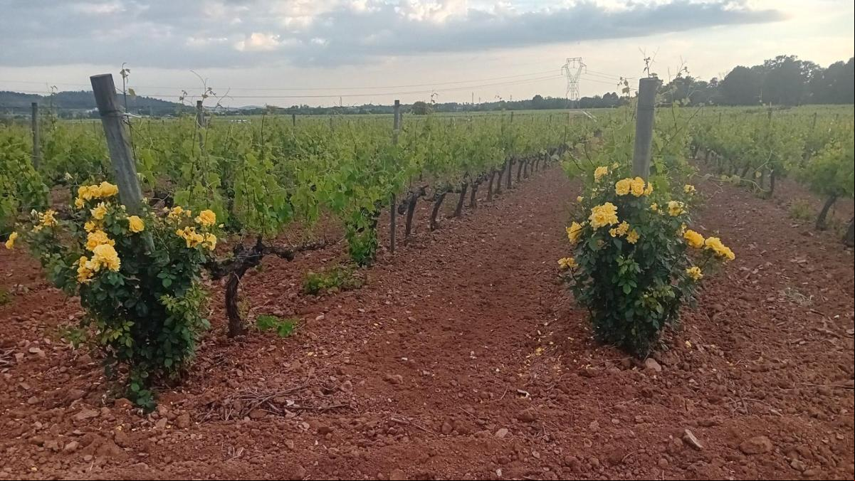 Las rosas espía infiltradas en las viñas