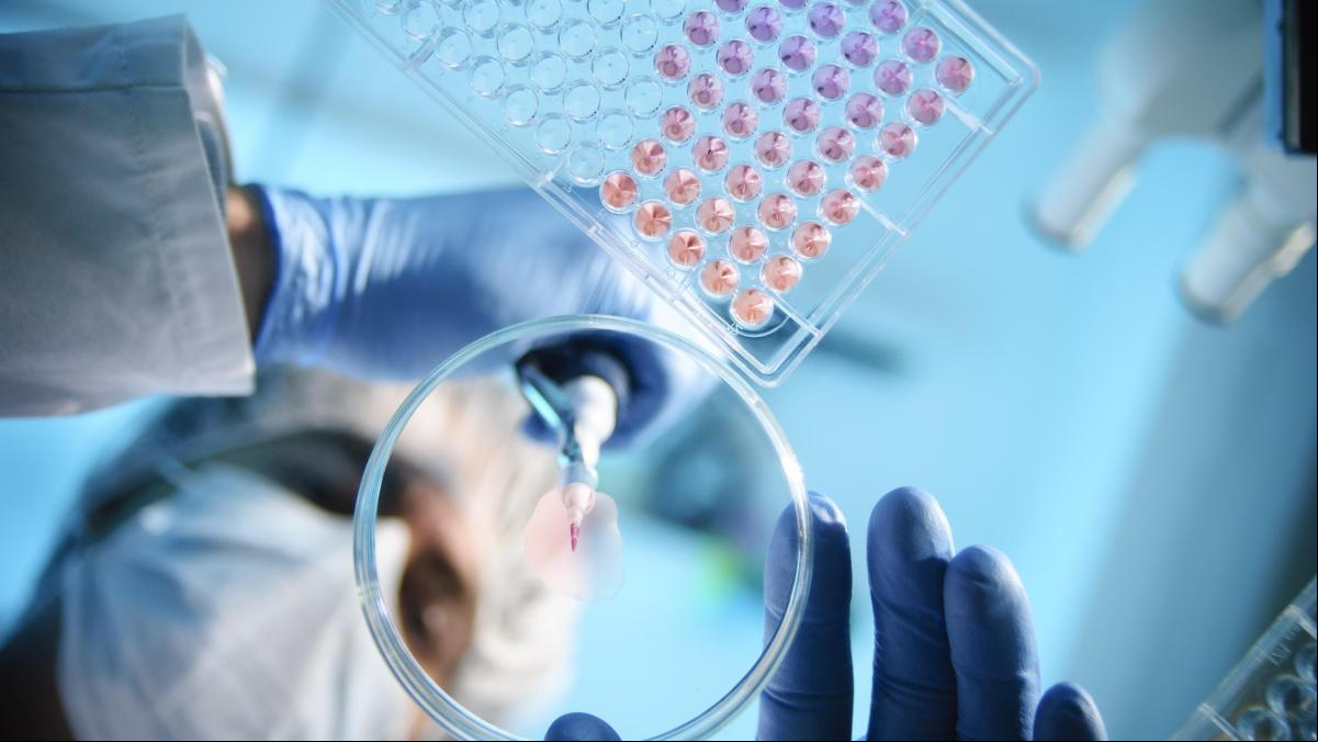 Las células madre de la sangre abren la vía a mejorar las terapias antiaging