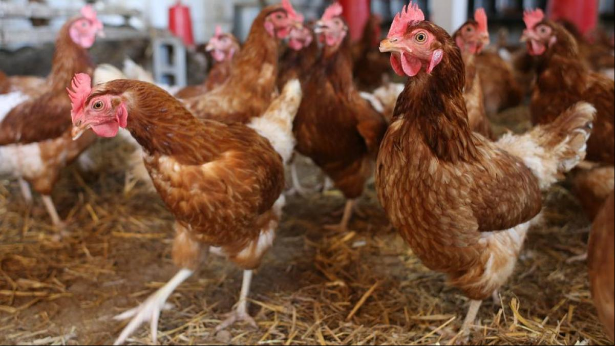 Una gallina con cámara y sensor crea alarma en una base militar del Alt Empordà