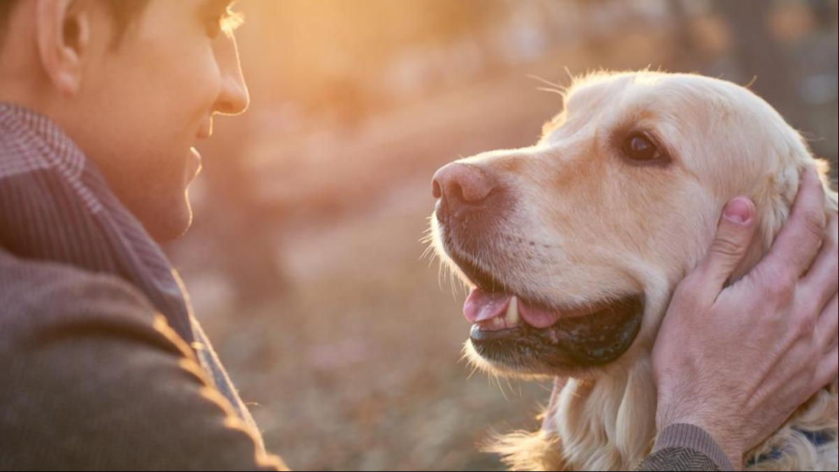 Qué ocurre en nuestro cerebro cuando acariciamos a un perro Qué ocurre en nuestro cerebro cuando acariciamos a un perro