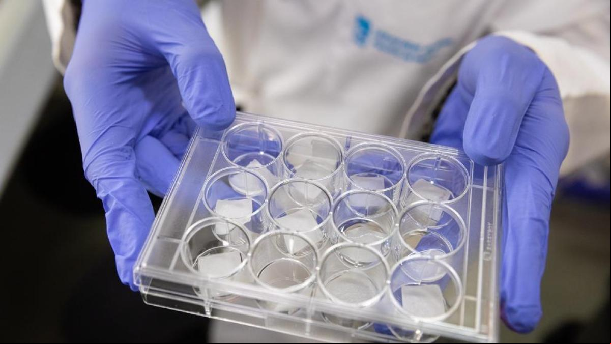 ¿Se puede obtener terapias contra las células madre del cáncer?