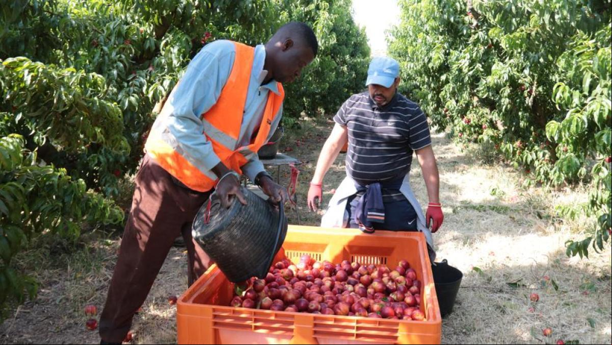 Llegan los primeros temporeros colombianos para la campaña de la fruta de Lleida