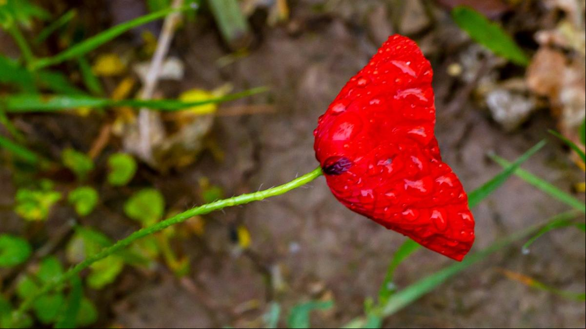 La mágica naturaleza minimalista de Osona