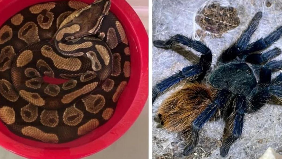 Un casero encuentra 19 tarántulas ilegales y una pitón después de que su inquilino abandone el piso