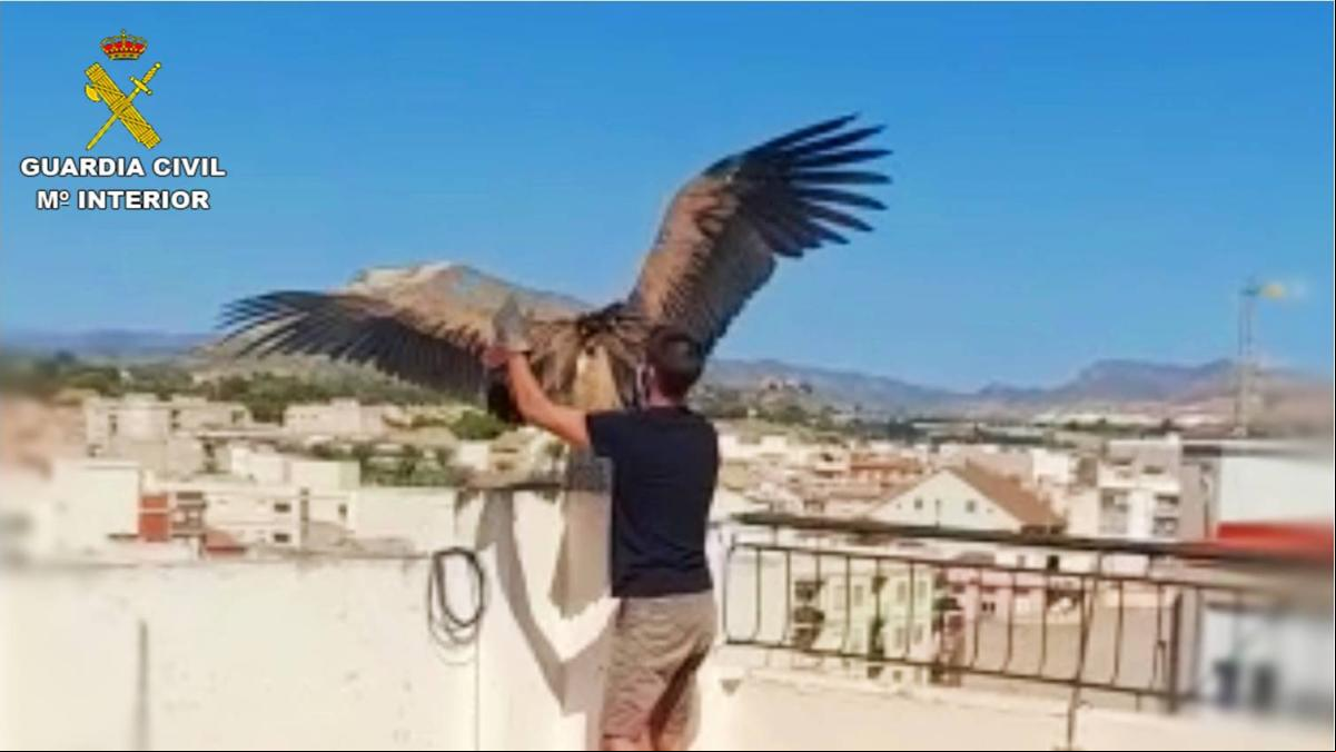 La Guardia Civil rescata a un buitre leonado hallado en una azotea de Novelda