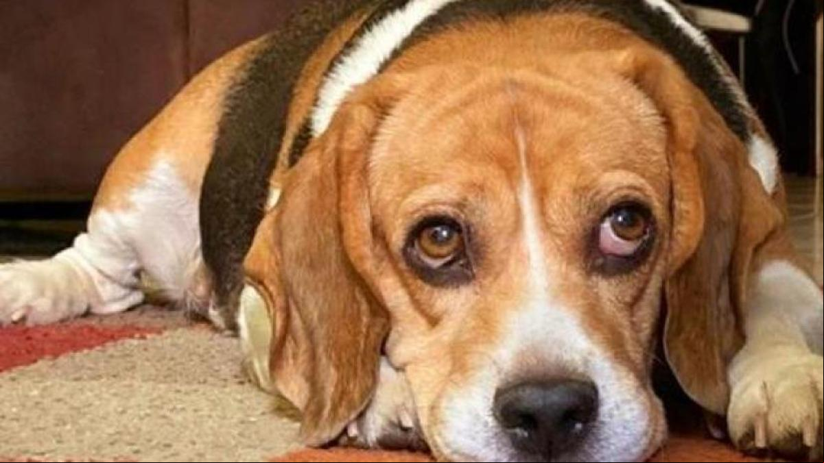¿Todavía se usan perros para pruebas con tabaco?