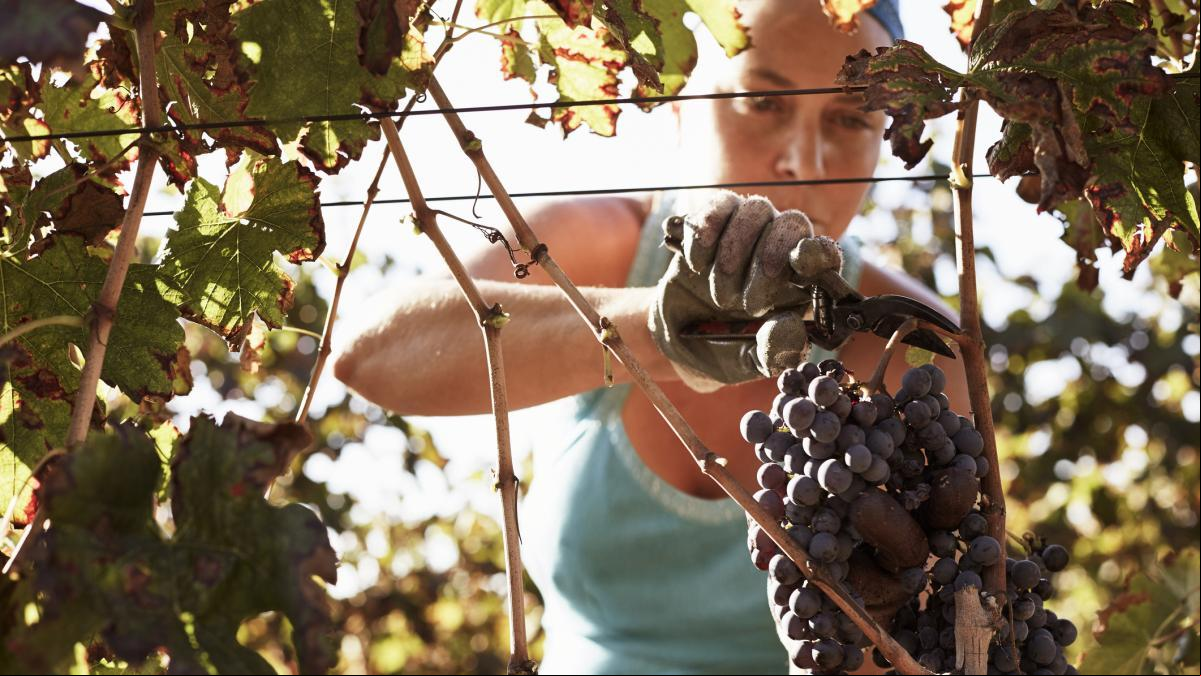 Tiempo de vendimia: planes divertidos en la Ribera del Duero (además de beber vino)