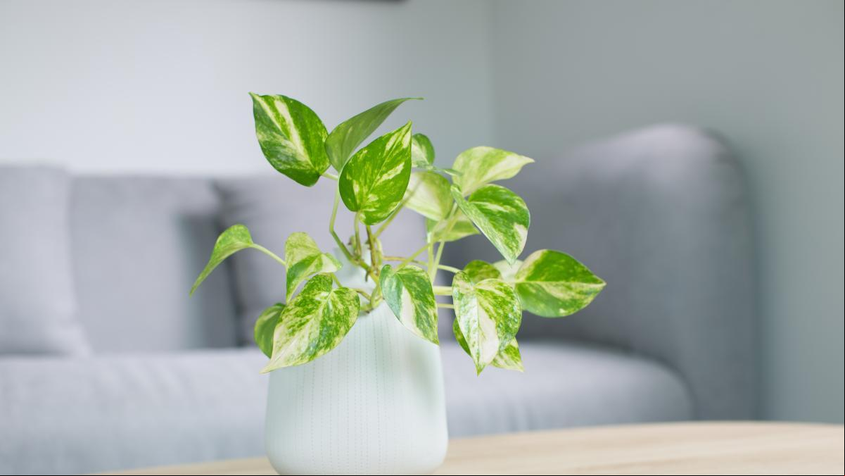 10 plantas de interior bonitas, resistentes y fáciles de cuidar que darán vitalidad a tu hogar