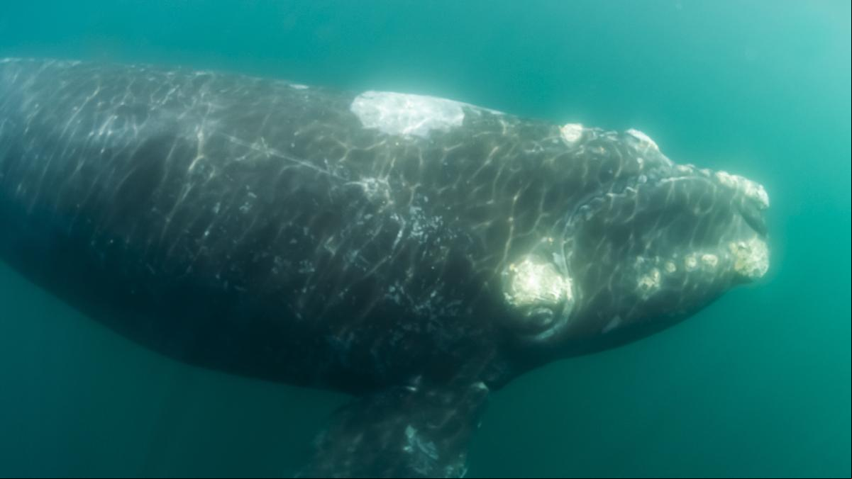 La ballena franca austral adelgaza por el calentamiento global