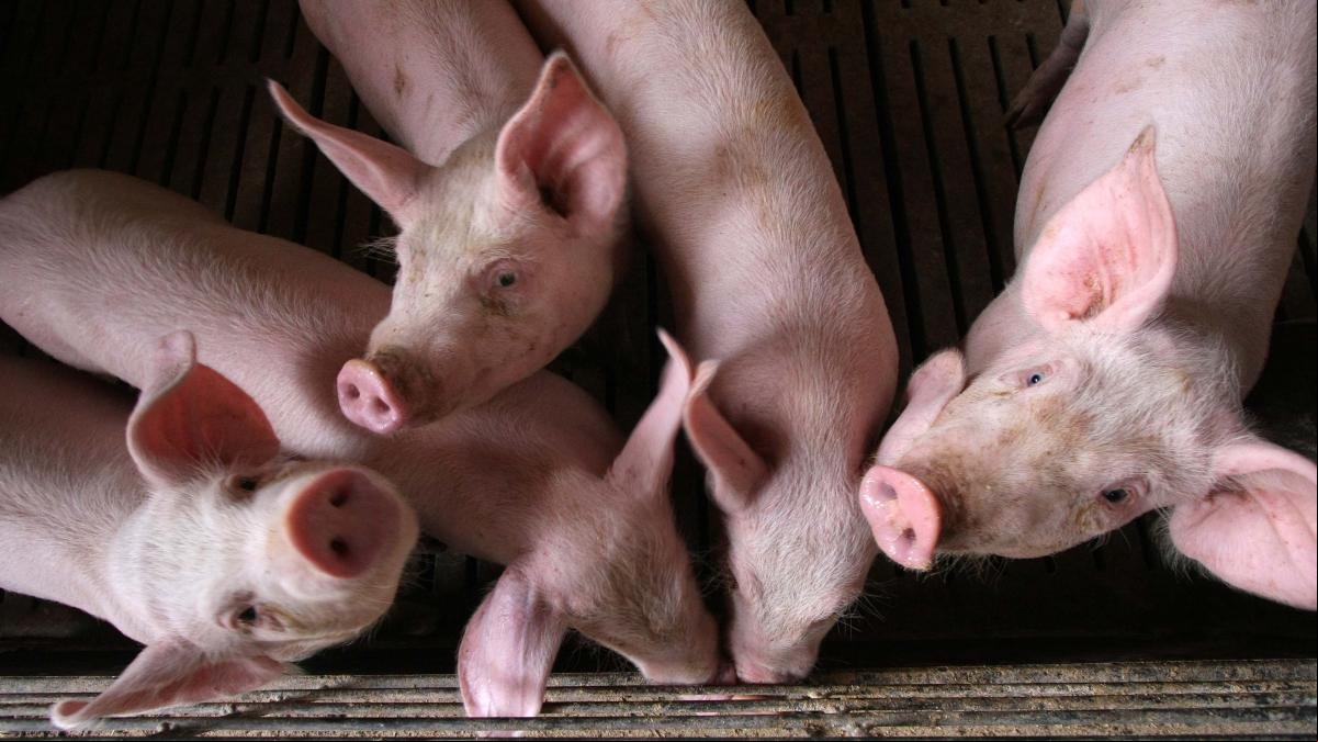 Macrogranjas, la carne en el centro del debate
