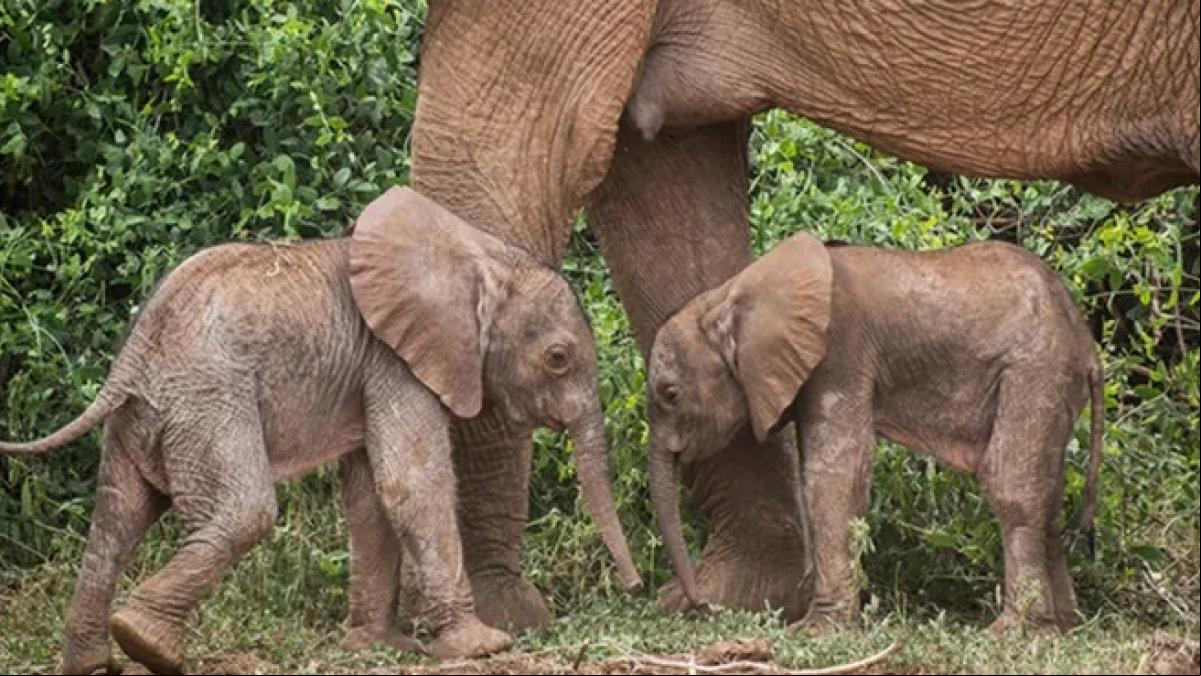 Los simpáticos mellizos de Bora: esperanza para los elefantes en Kenia