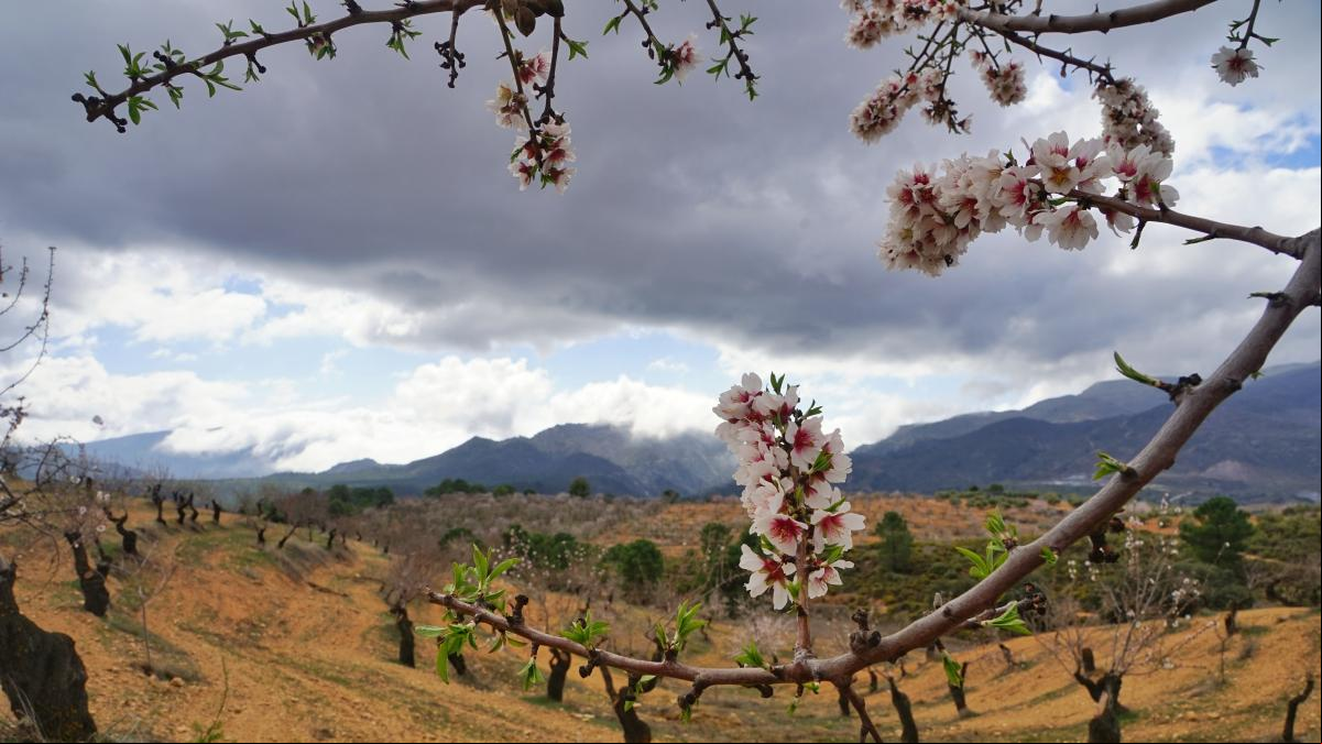¿Has visto la primavera precoz de Arenas del Rey?