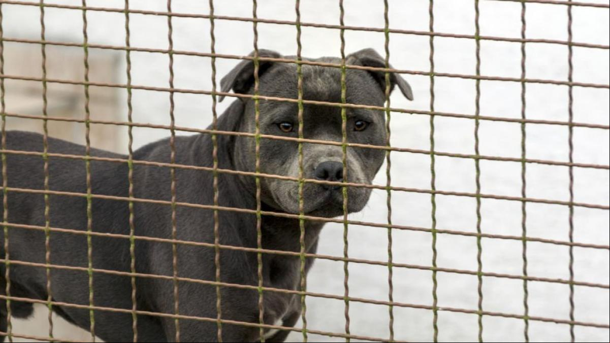 Un hombre estadounidense recibe un disparo de su perro mientras estaba durmiendo: “Es un perro muy juguetón”