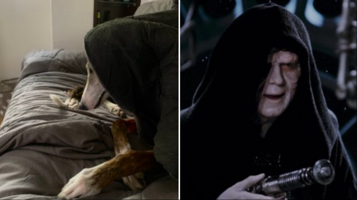 La perrita que se ha hecho viral por imitar involuntariamente escenas icónicas del cine