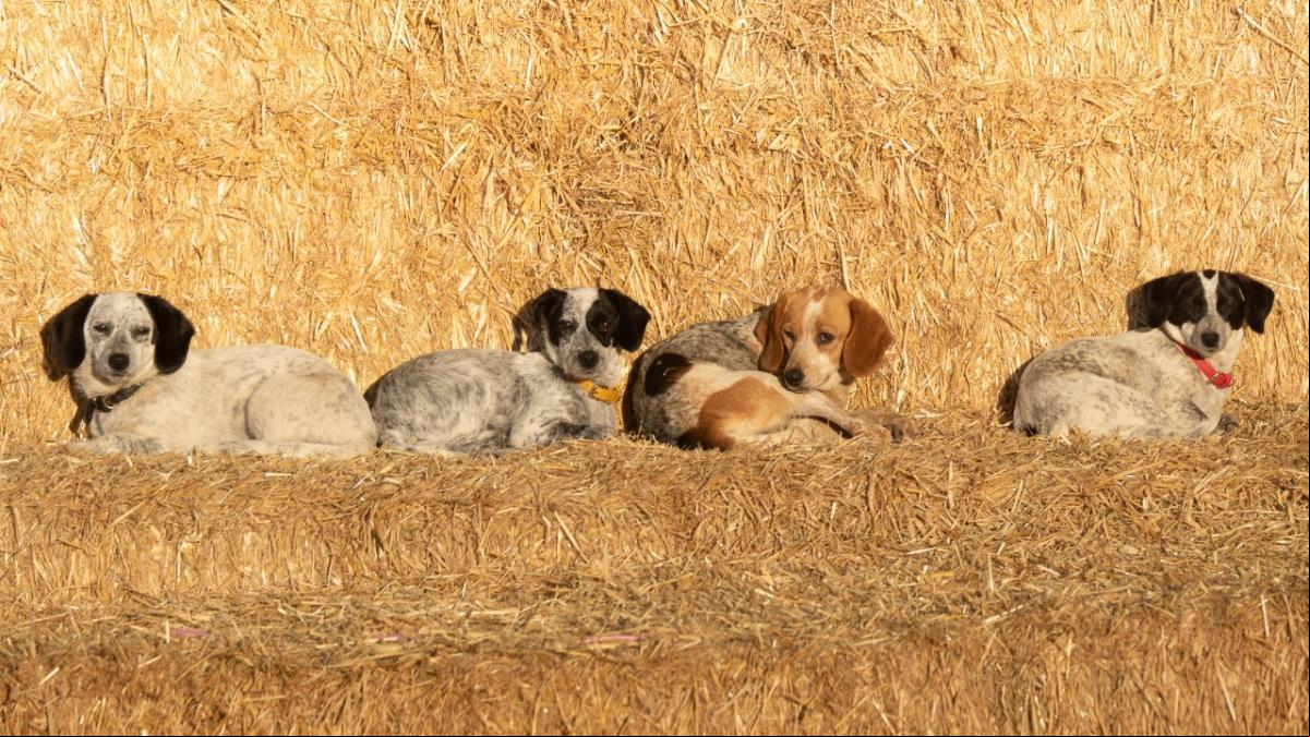 Los cuatro perritos enamorados del sol
