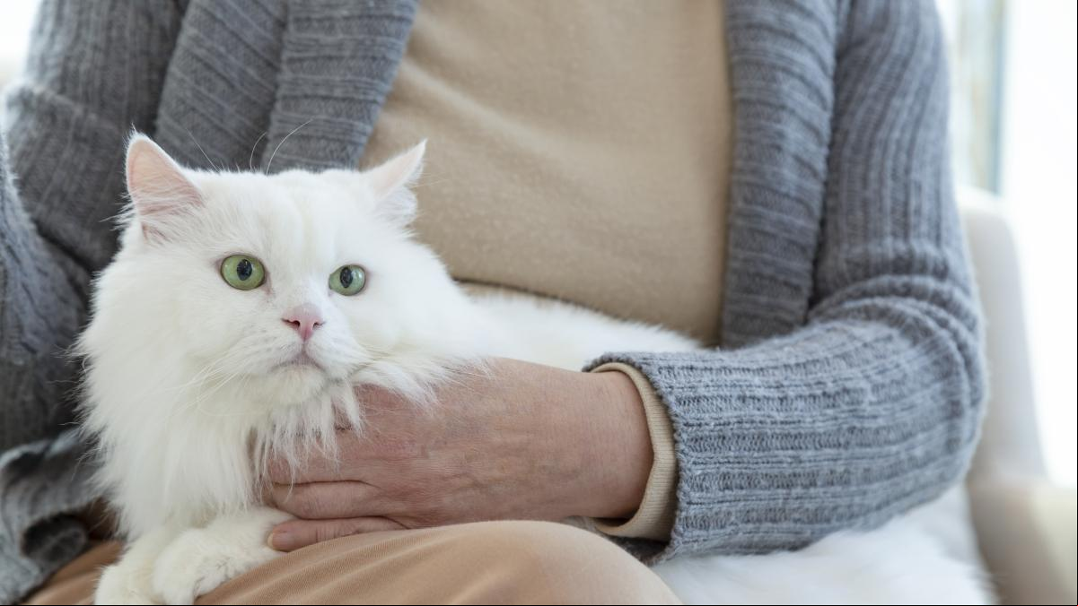 Mascotas ideales para vivir con personas mayores