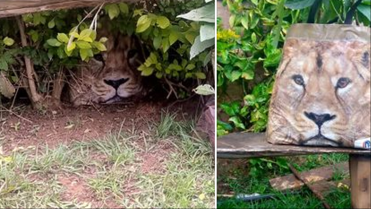 Denuncian que hay un león escondido en la calle pero resulta ser una bolsa de compra de Carrefour