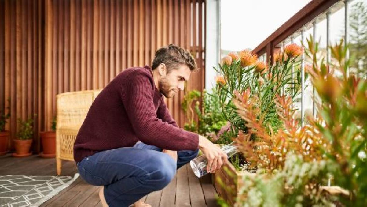 Cómo salvar tus plantas de la ola de calor: los mejores cuidados