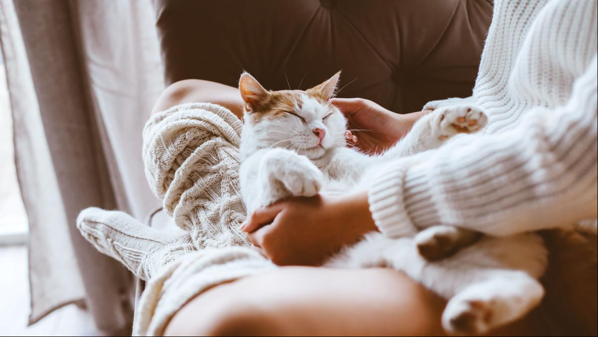 Esto son algunos cuidados que puedes hacer para que tu gato viva más tiempo: “Vivirá más años de lo normal”