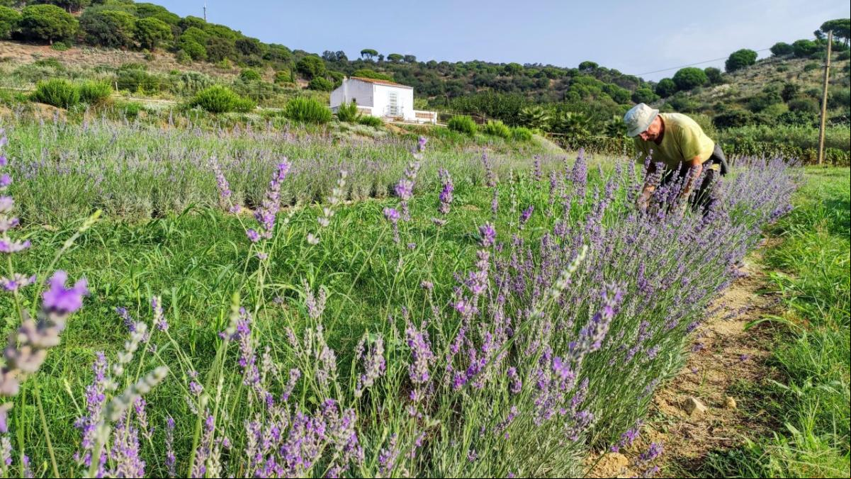 La lavanda luce en Sant Pol de Mar