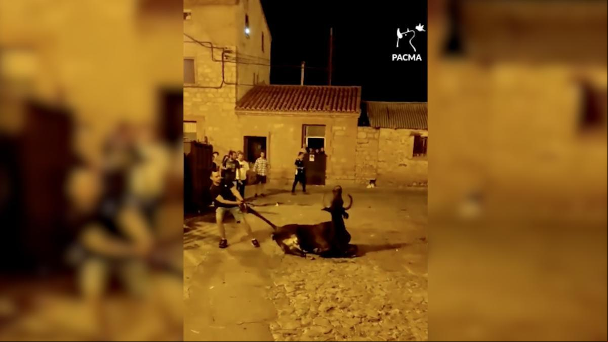 PACMA denuncia el ensañamiento durante la celebración del toro embolado de Albarracín