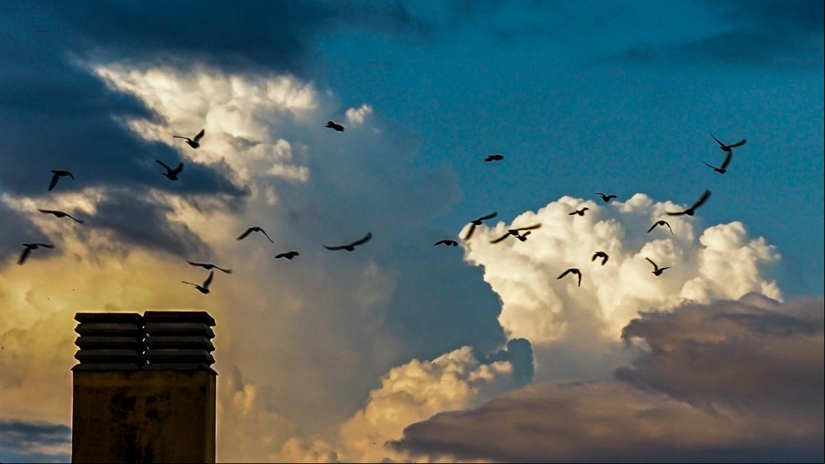Los cumulonimbos de las palomas