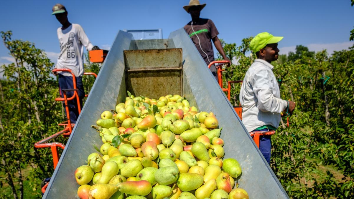 La crisis climática merma las cosechas en el campo